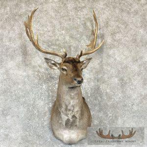 Chocolate Fallow Deer Shoulder Mount Taxidermy