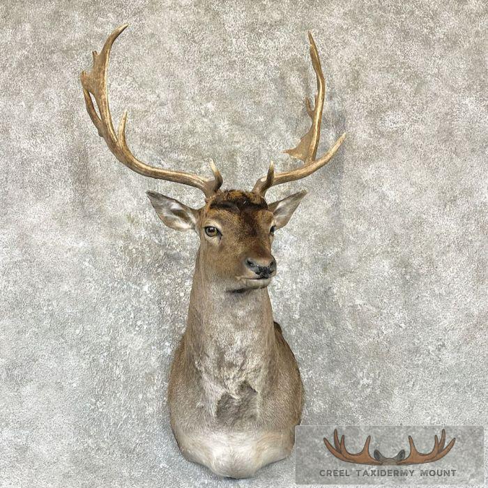 Chocolate Fallow Deer Shoulder Mount For Sale