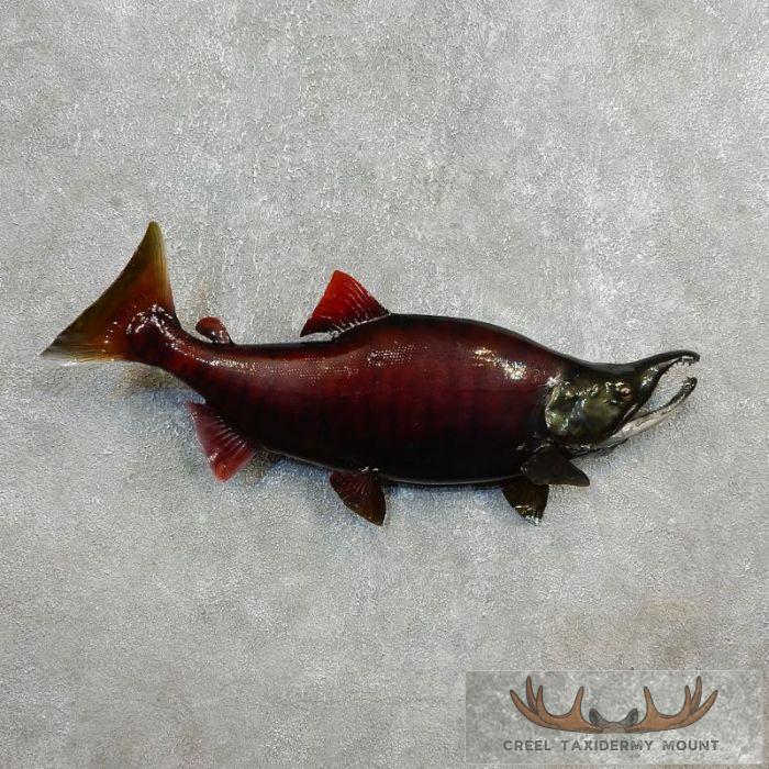 27.5" Chum Salmon Taxidermy Fish Mount For Sale