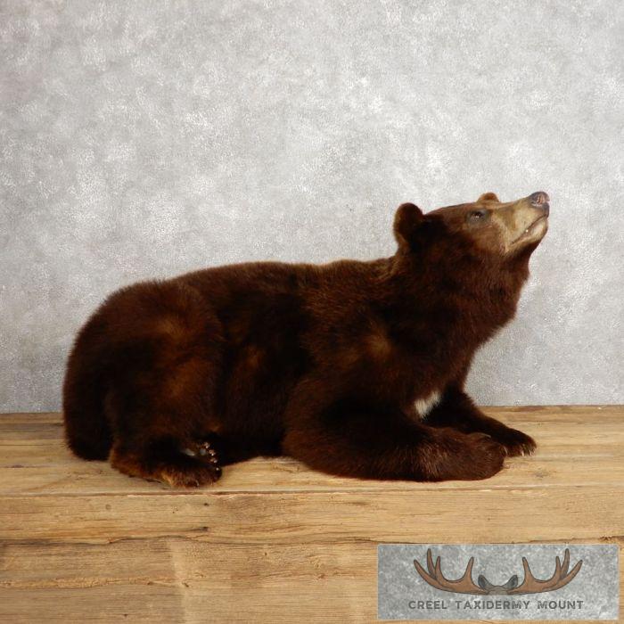 Cinnamon Phase Black Bear Life-Size Taxidermy Mount For Sale