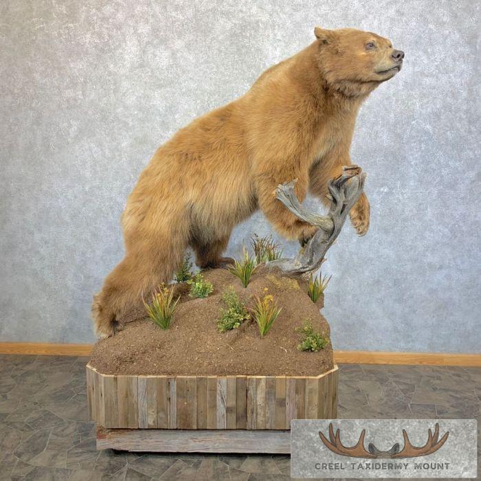 Blonde Phase Black Bear Life-Size Taxidermy Mount For Sale