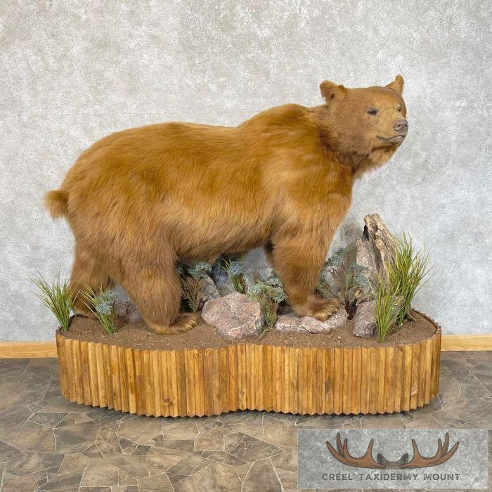 Cinnamon Phase Black Bear Life-Size Taxidermy Mount For Sale