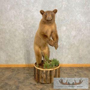 Cinnamon Phase Juvenile Black Bear Taxidermy Mount Taxidermy