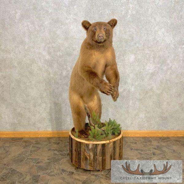 Cinnamon Phase Juvenile Black Bear Taxidermy Mount For Sale