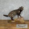 African Civet Cat Taxidermy Mount For Sale