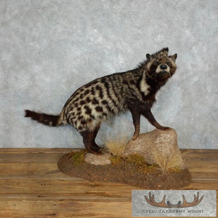 African Civet Cat Taxidermy Mount For Sale