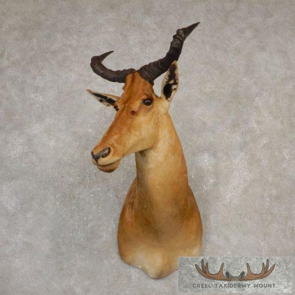 Coke's Hartebeest Shoulder Taxidermy Mount For Sale - Image 2