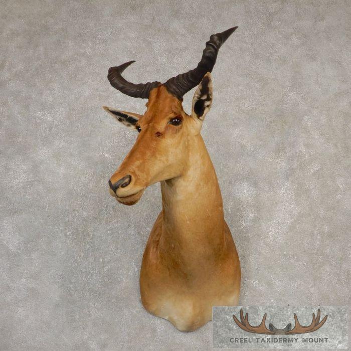 Coke's Hartebeest Shoulder Taxidermy Mount For Sale - Image 2
