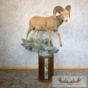 Colorado Bighorn Sheep Pedestal Taxidermy Mount Taxidermy