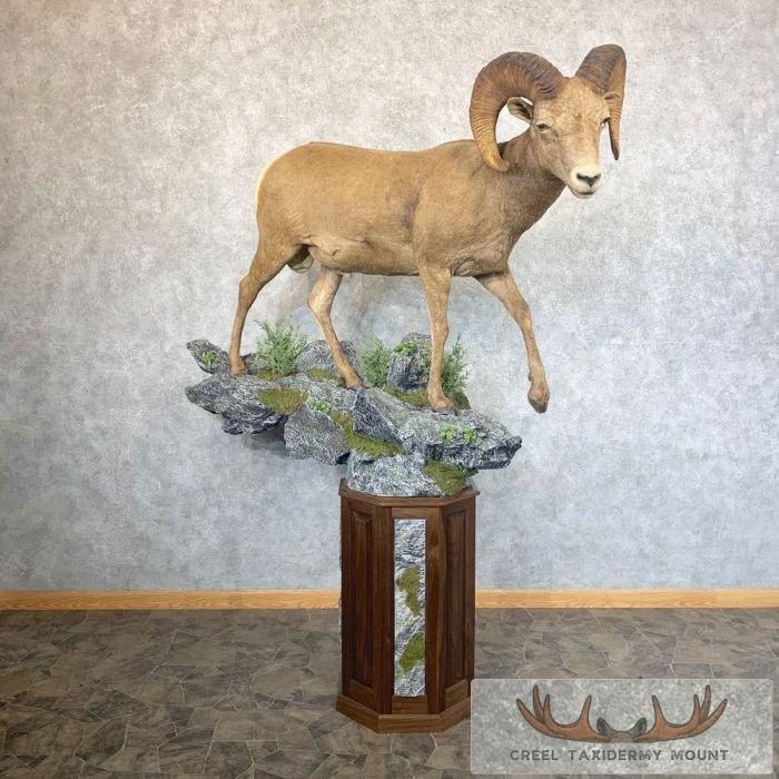 Colorado Bighorn Sheep Pedestal Taxidermy Mount For Sale