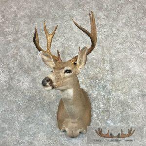 Columbian Blacktail Deer Shoulder Taxidermy Mount Taxidermy