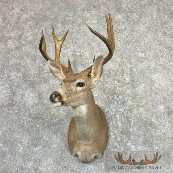 Columbian Blacktail Deer Shoulder Taxidermy Mount For Sale