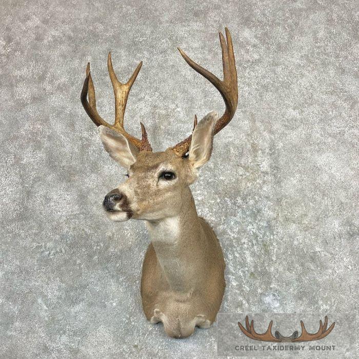 Columbian Blacktail Deer Shoulder Taxidermy Mount For Sale