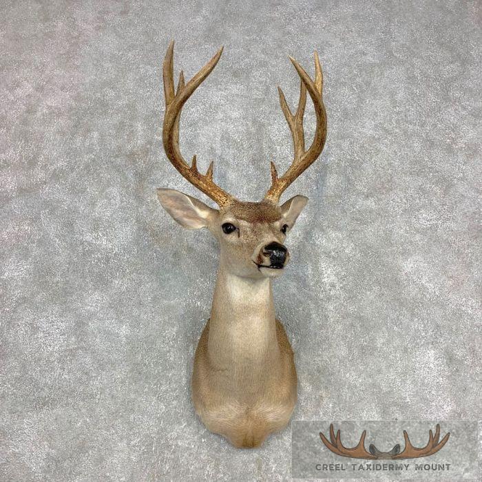 Columbian Blacktail Deer Shoulder Taxidermy Mount For Sale