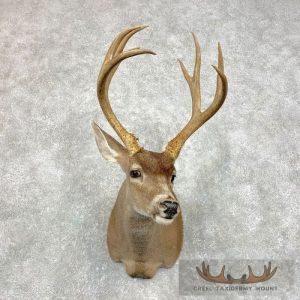 Columbian Blacktail Deer Shoulder Taxidermy Mount Taxidermy