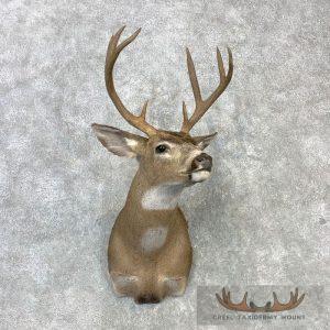 Columbian Blacktail Deer Shoulder Taxidermy Mount Taxidermy