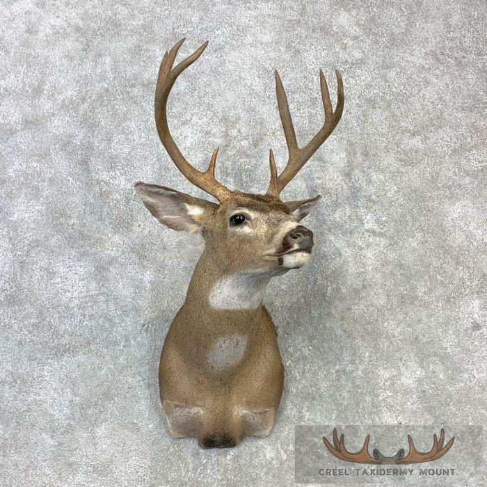 Columbian Blacktail Deer Shoulder Taxidermy Mount For Sale