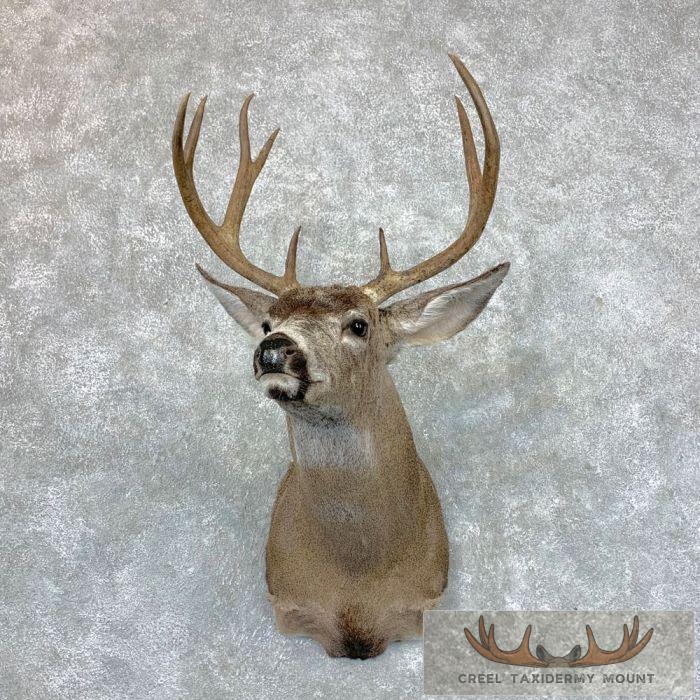 Columbian Blacktail Deer Shoulder Taxidermy Mount For Sale