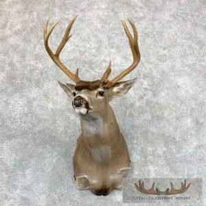 Columbian Blacktail Deer Shoulder Taxidermy Mount Taxidermy
