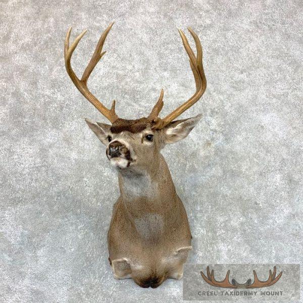 Columbian Blacktail Deer Shoulder Taxidermy Mount For Sale