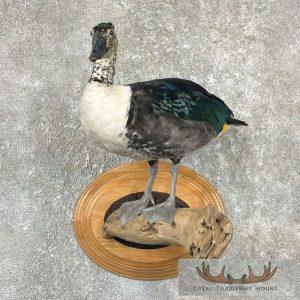 Comb Duck Taxidermy Bird Mount Taxidermy