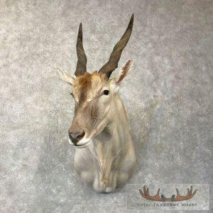 Common Cape Eland Taxidermy Shoulder Mount Taxidermy
