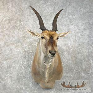 Common Cape Eland Taxidermy Shoulder Mount Taxidermy