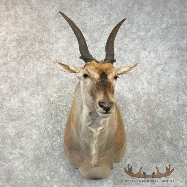 Common Cape Eland Taxidermy Shoulder Mount For Sale