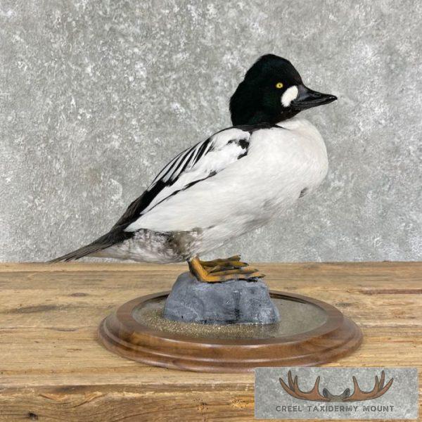 Common Goldeneye Taxidermy Duck Mount For Sale