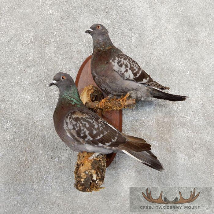 Common Pigeon Pair Taxidermy Mount For Sale