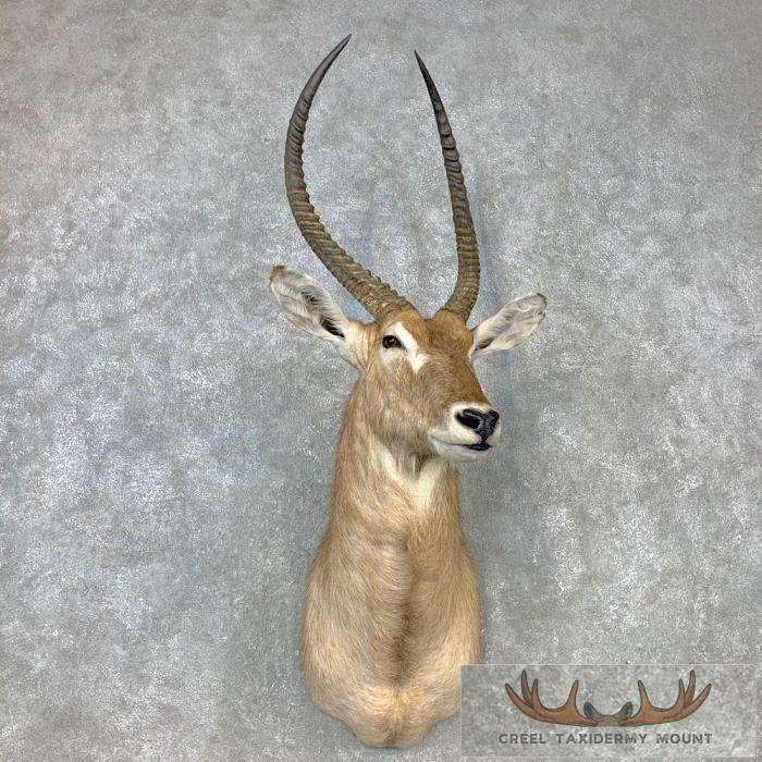 Common Waterbuck Taxidermy Shoulder Mount For Sale