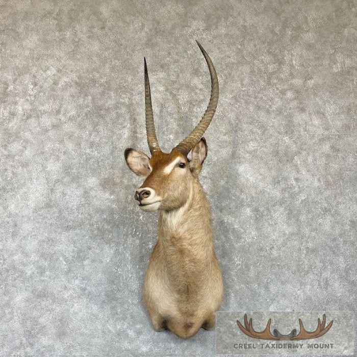 Common Waterbuck Taxidermy Shoulder Mount For Sale