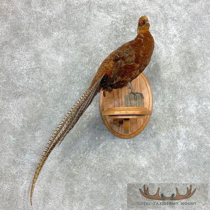 Copper/Reeves Cross Pheasant Taxidermy Bird Mount For Sale