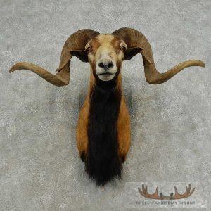 Corsican Ram Taxidermy Shoulder Mount Taxidermy