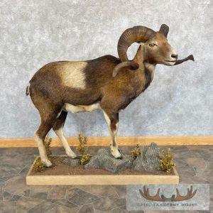 Corsican Ram Taxidermy Life-Size Mount Taxidermy