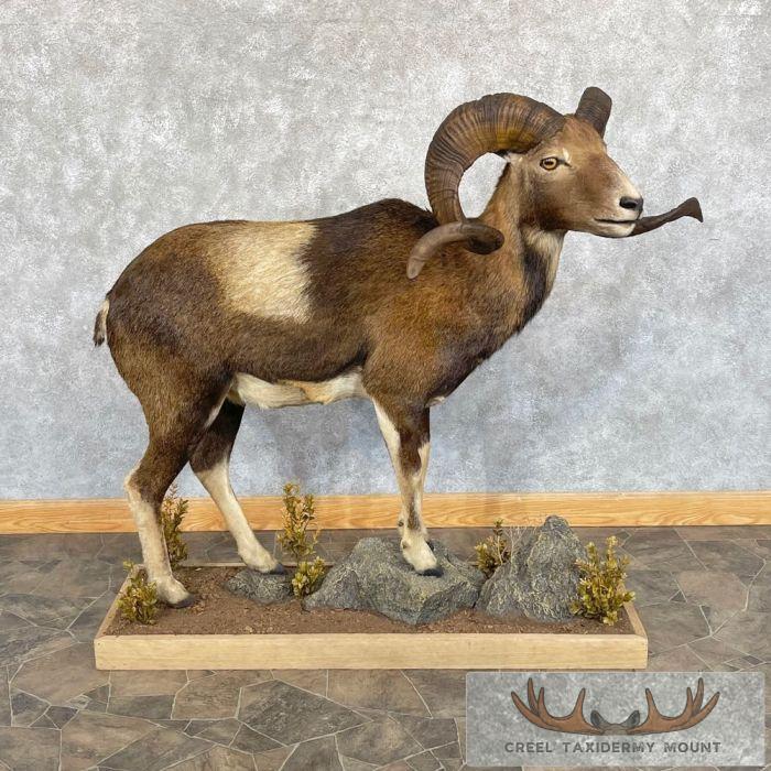 Corsican Ram Taxidermy Life-Size Mount For Sale