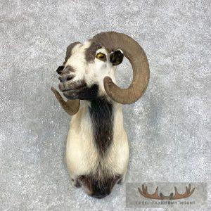 Corsican Ram Taxidermy Shoulder Mount Taxidermy