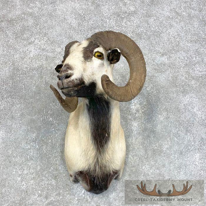 Corsican Ram Taxidermy Shoulder Mount For Sale