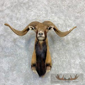 Corsican Ram Taxidermy Shoulder Mount Taxidermy