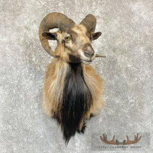 Corsican Ram Taxidermy Shoulder Mount Taxidermy