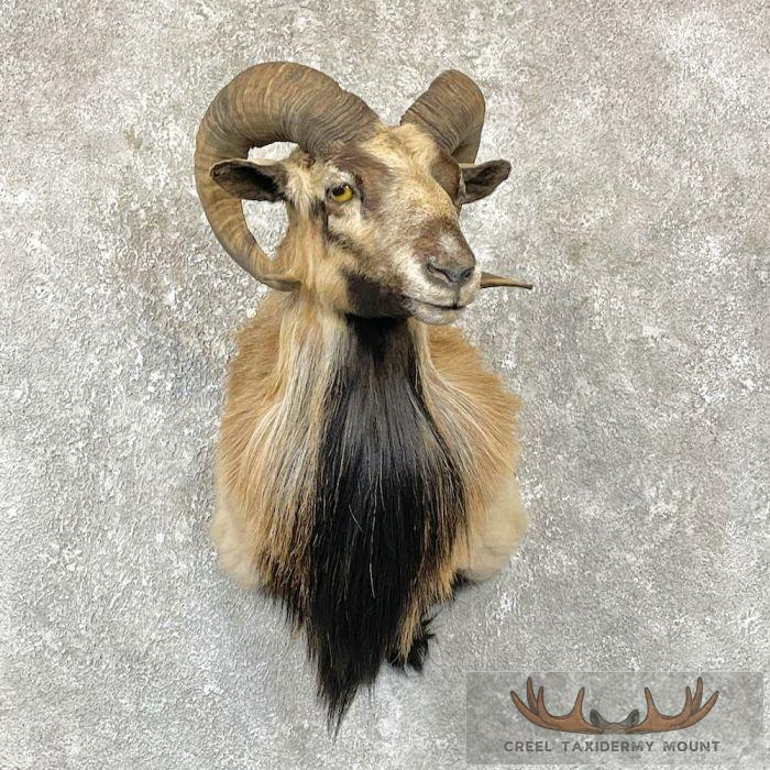 Corsican Ram Taxidermy Shoulder Mount For Sale