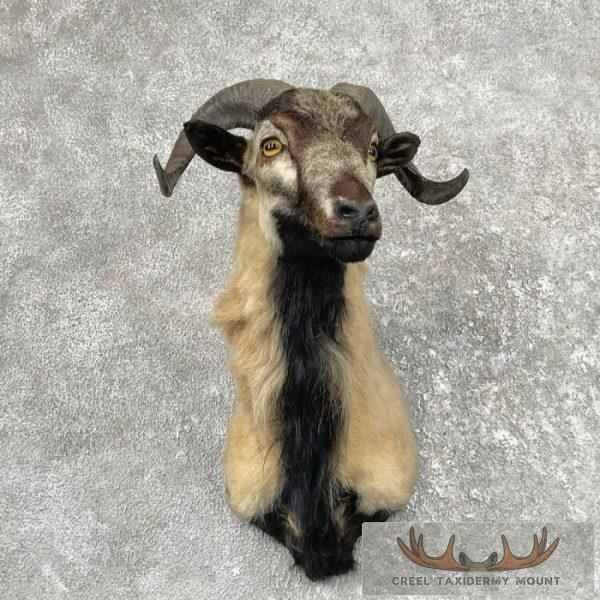 Corsican Ram Taxidermy Shoulder Mount For Sale