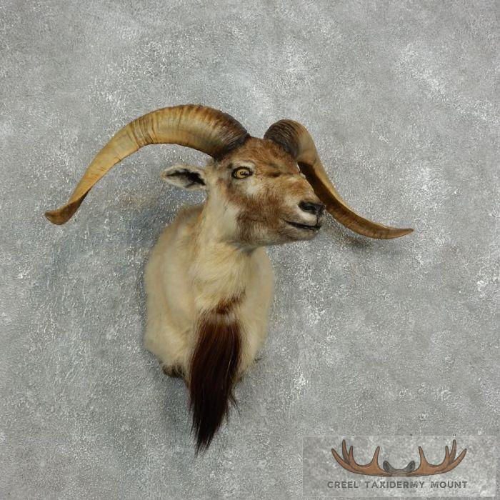 Corsican Ram Taxidermy Shoulder Mount For Sale