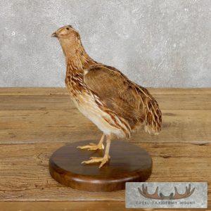 Coturnix Quail Taxidermy Bird Mount Taxidermy