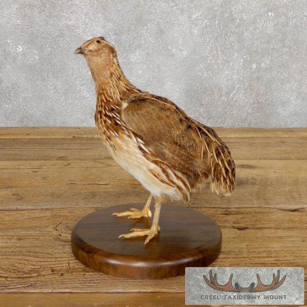 Coturnix Quail Taxidermy Bird Mount For Sale