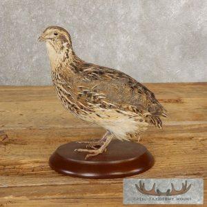 Coturnix Quail Taxidermy Bird Mount Taxidermy