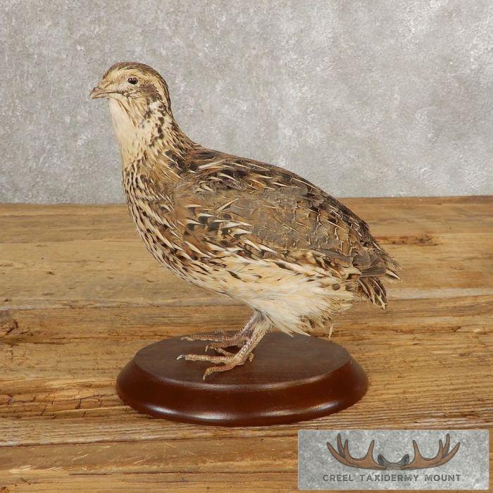 Coturnix Quail Taxidermy Bird Mount For Sale
