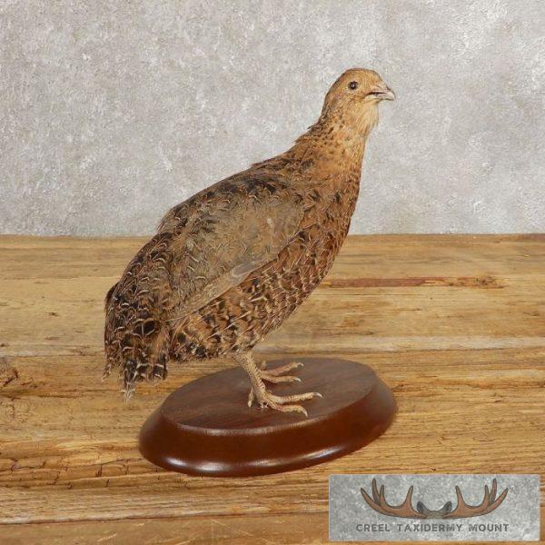 Coturnix Quail Taxidermy Bird Mount For Sale