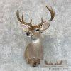 Texas Whitetail Deer Taxidermy Shoulder Mount For Sale