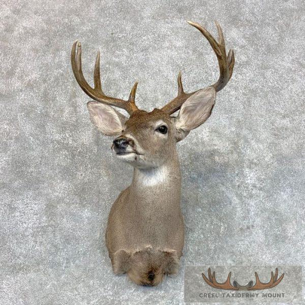 Texas Whitetail Deer Taxidermy Shoulder Mount For Sale